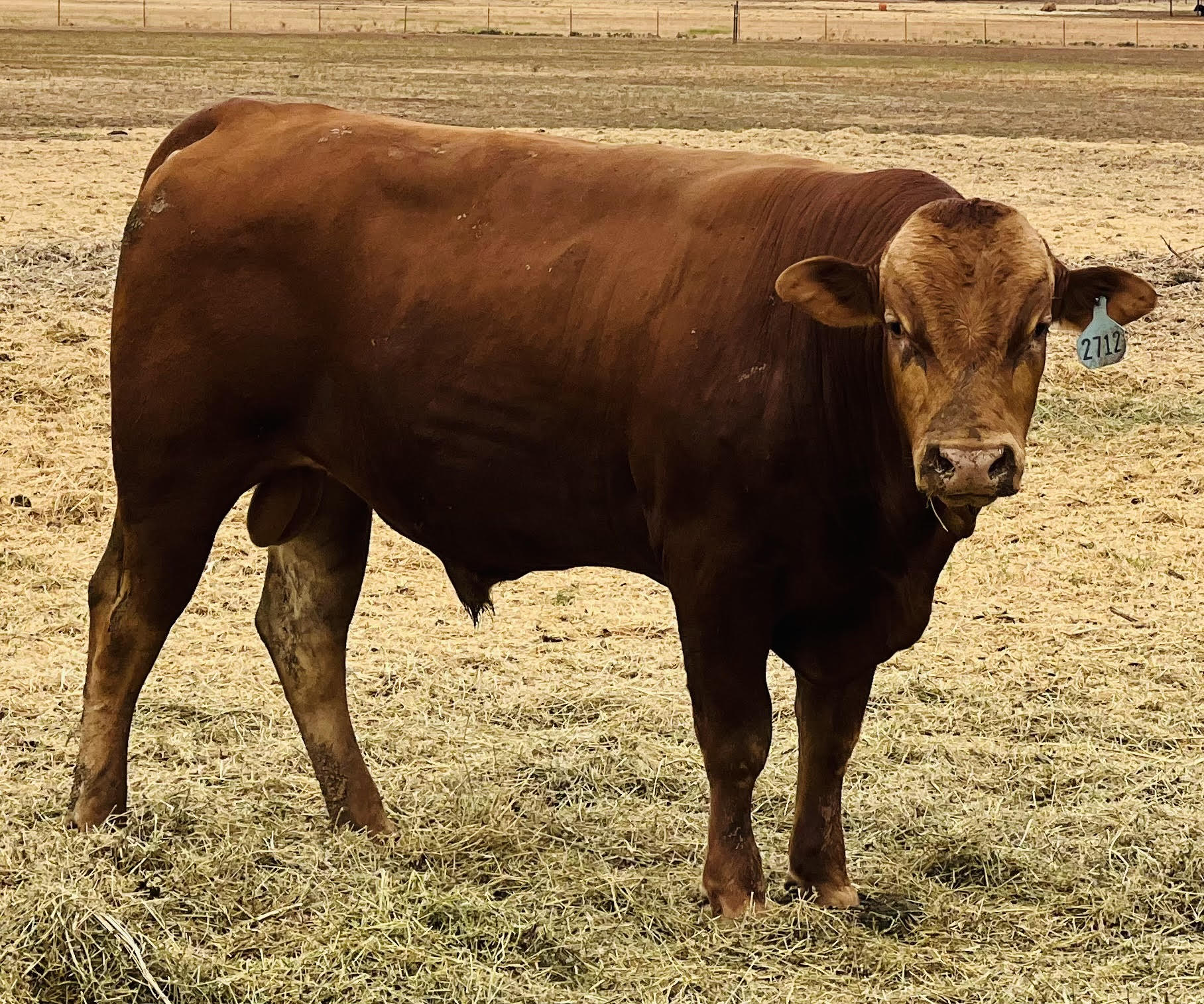 200 Head Full blood Red Wagyu / Akaushi bulls